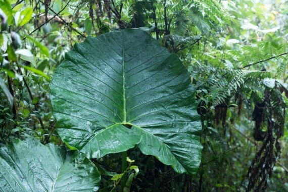 Collier Monteverde – Image 2