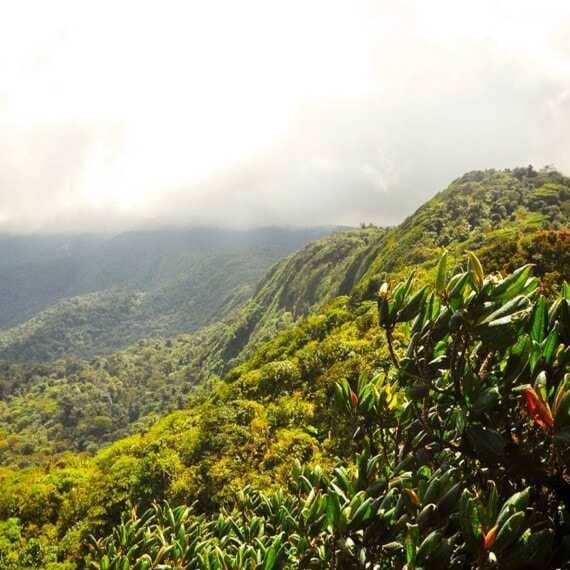 Collier Monteverde – Image 4